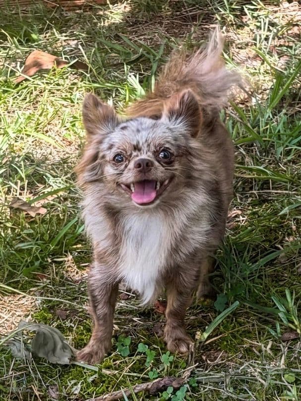 Chihuahua do plantel Ágape