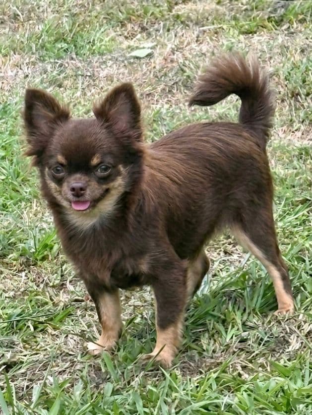 Chihuahua do plantel Ágape