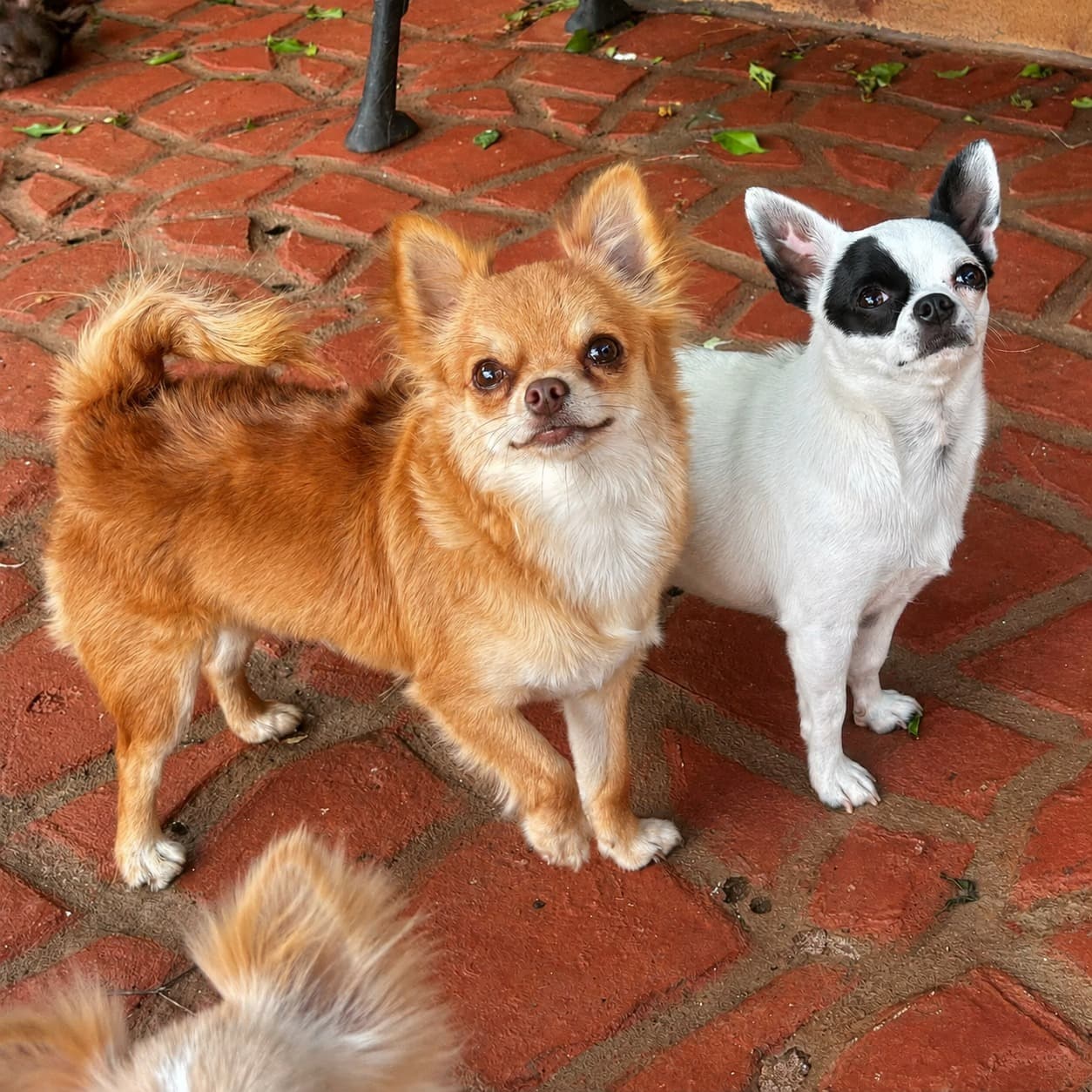 Chihuahua do plantel Ágape