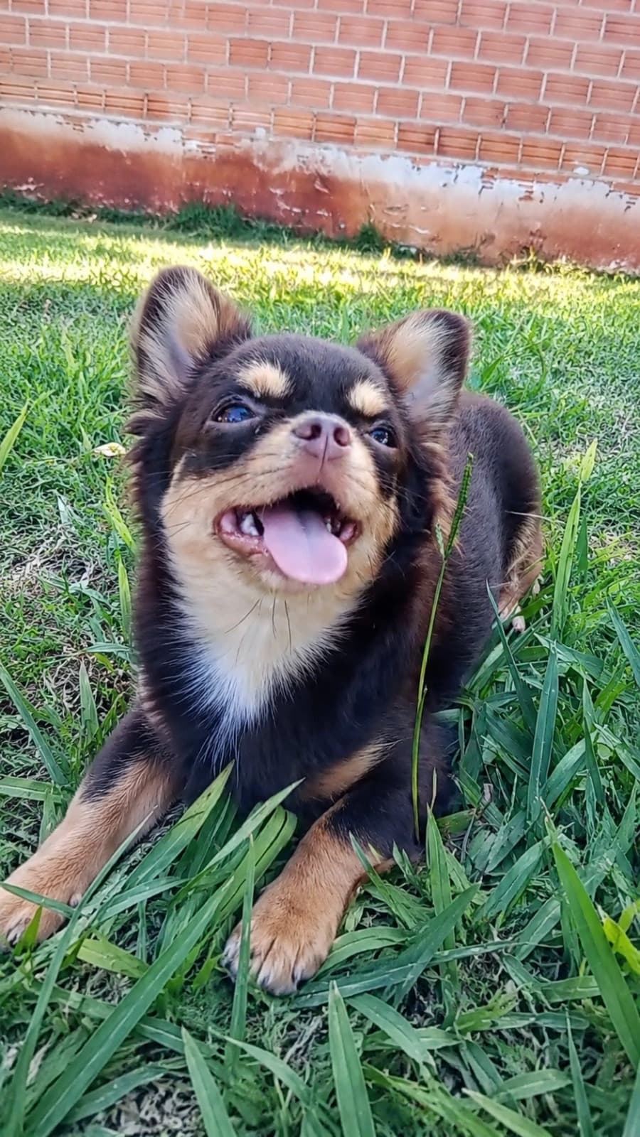 Chihuahua do plantel Ágape