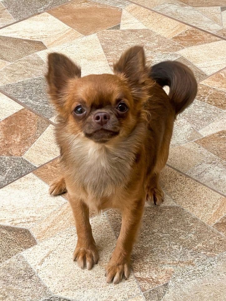 Chihuahua do plantel Ágape