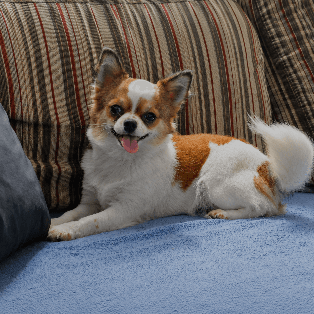 Chihuahua do plantel Ágape
