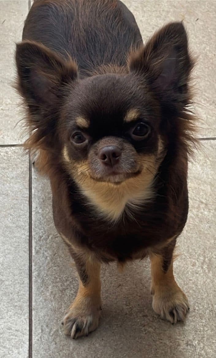 Chihuahua do plantel Ágape
