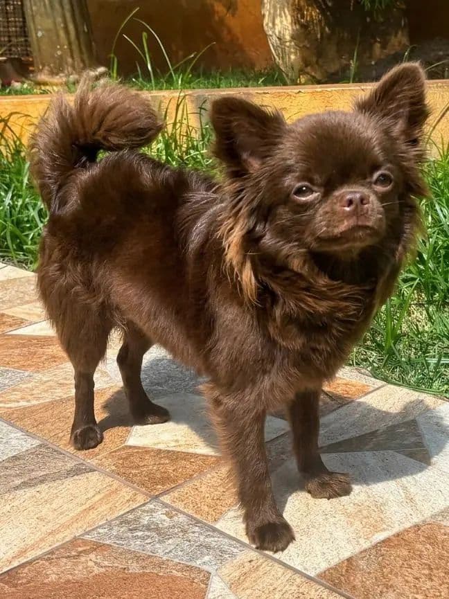 Chihuahua do plantel Ágape