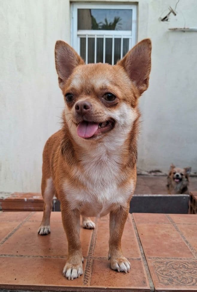 Chihuahua do plantel Ágape