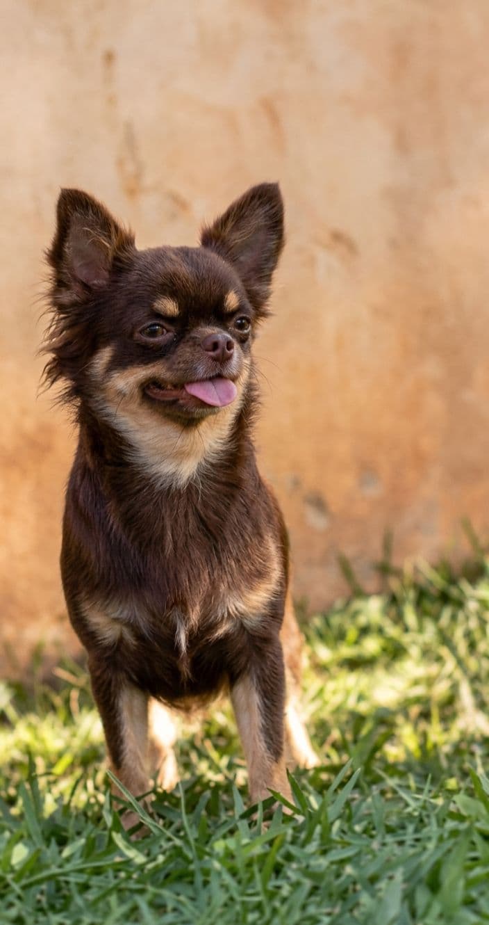 Chihuahua do plantel Ágape
