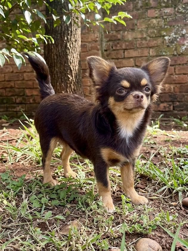 Chihuahua do plantel Ágape