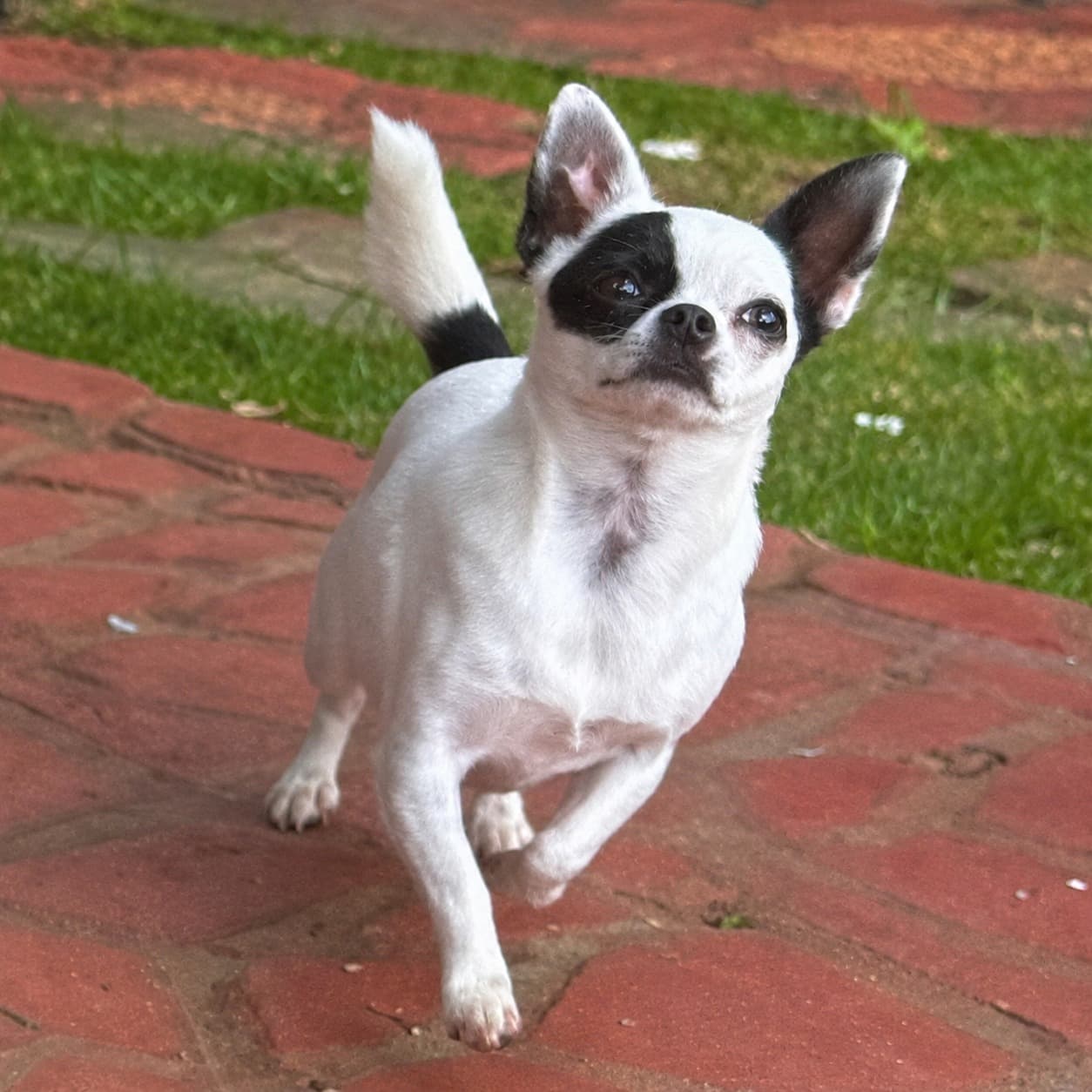 Chihuahua do plantel Ágape