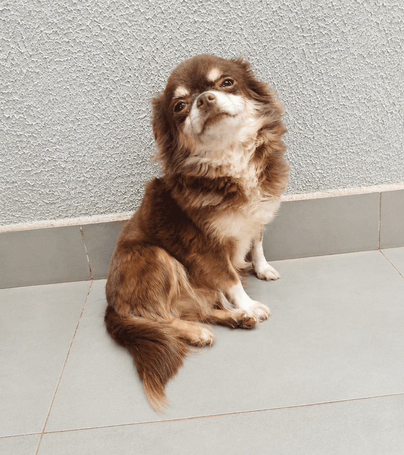 Chihuahua do plantel Ágape