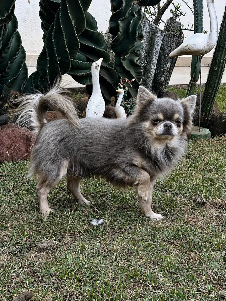 Chihuahua do plantel do Canil Ágape