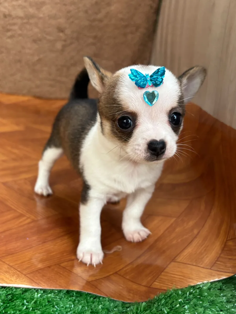 Foto de Pingo