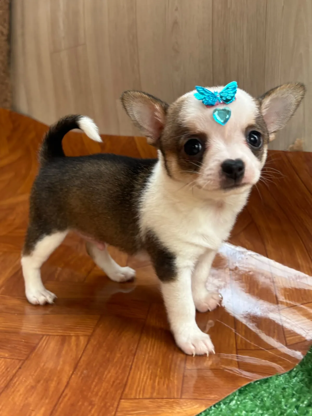 Pingo, foto 2 de 6