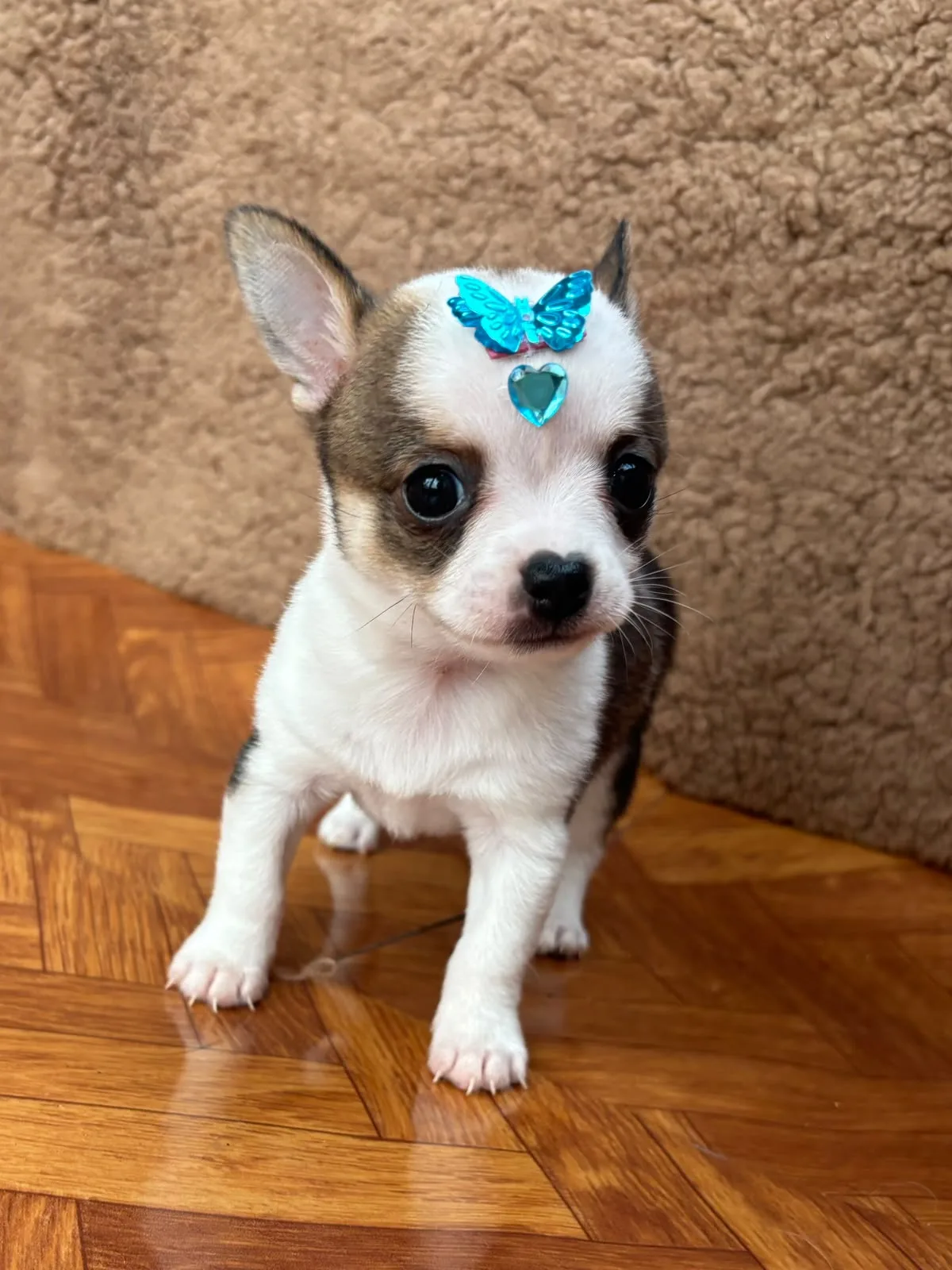 Pingo, foto 4 de 6