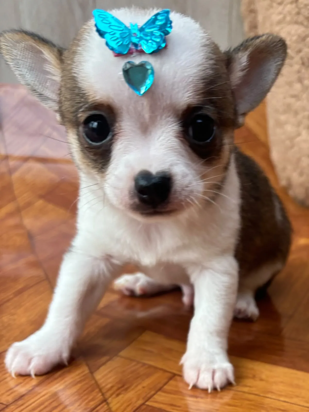 Pingo, foto 5 de 6