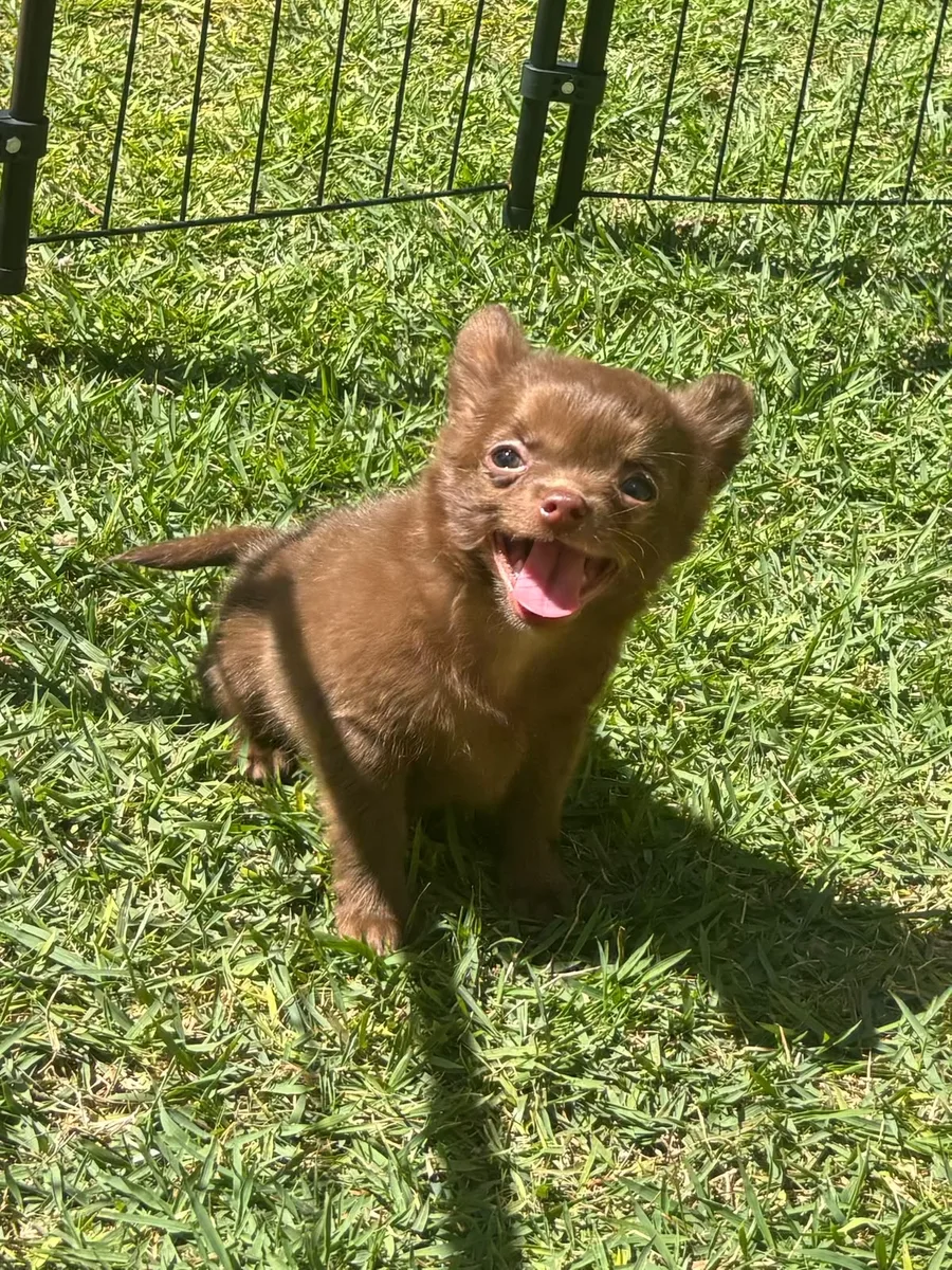 Foto de Brownie