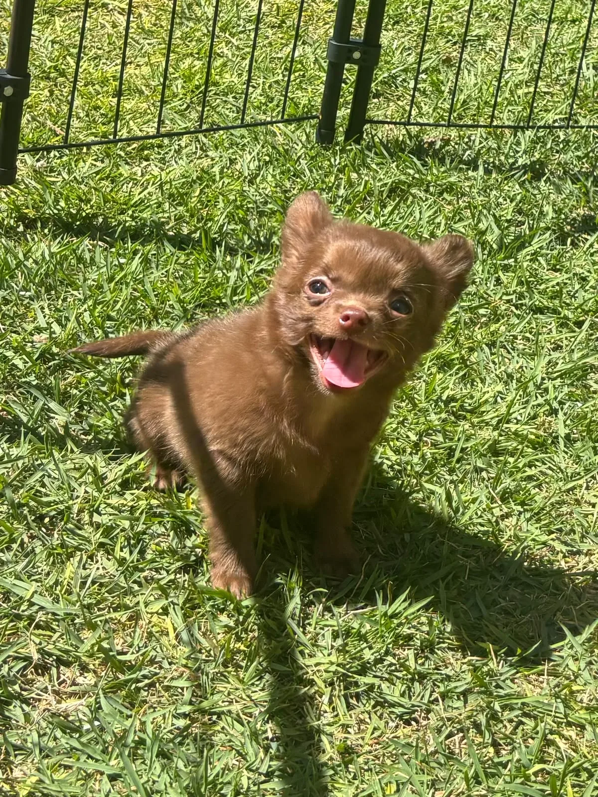 Brownie, foto 1 de 6
