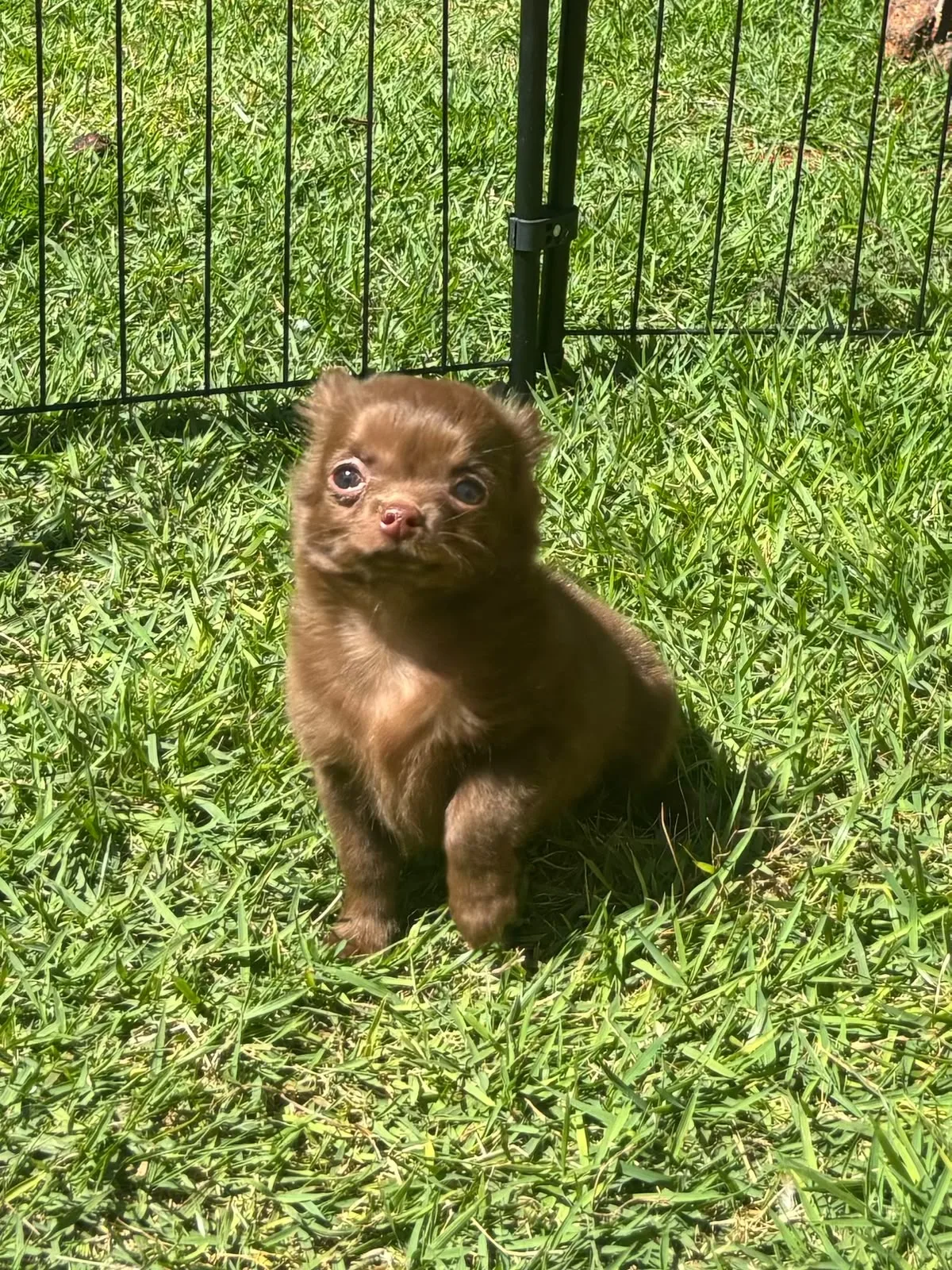 Brownie, foto 2 de 6