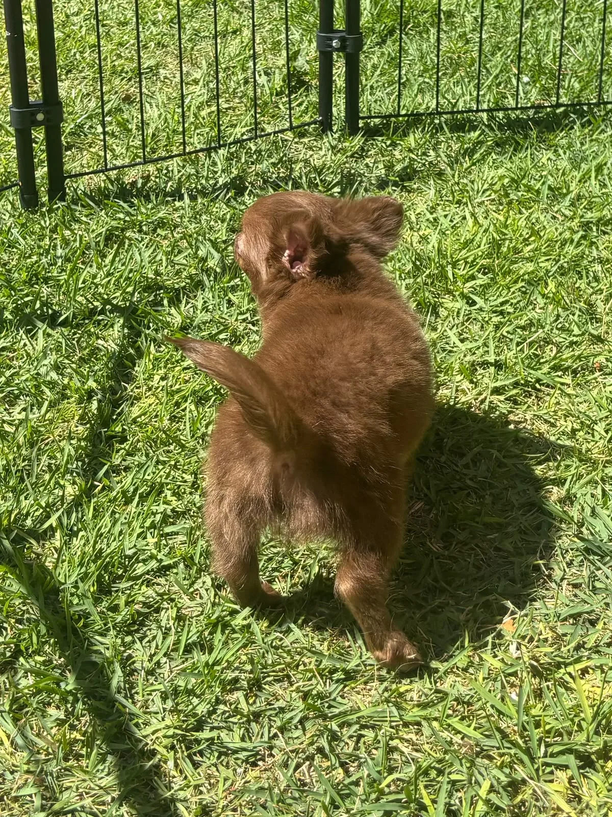 Brownie, foto 5 de 6