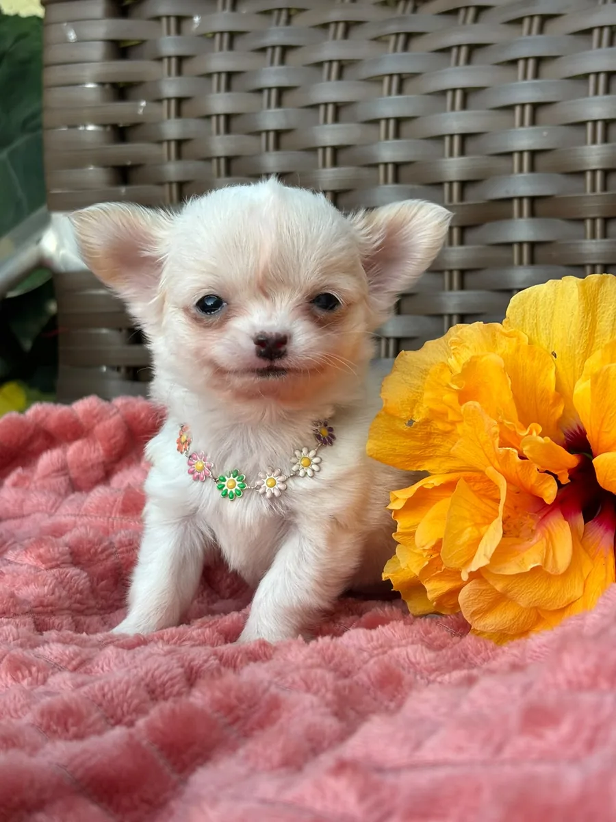 Foto de Minnie