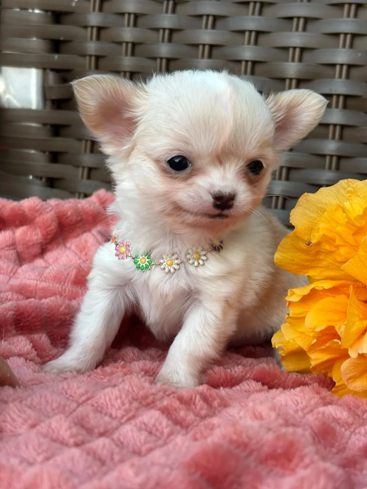 Minnie, foto 2 de 6