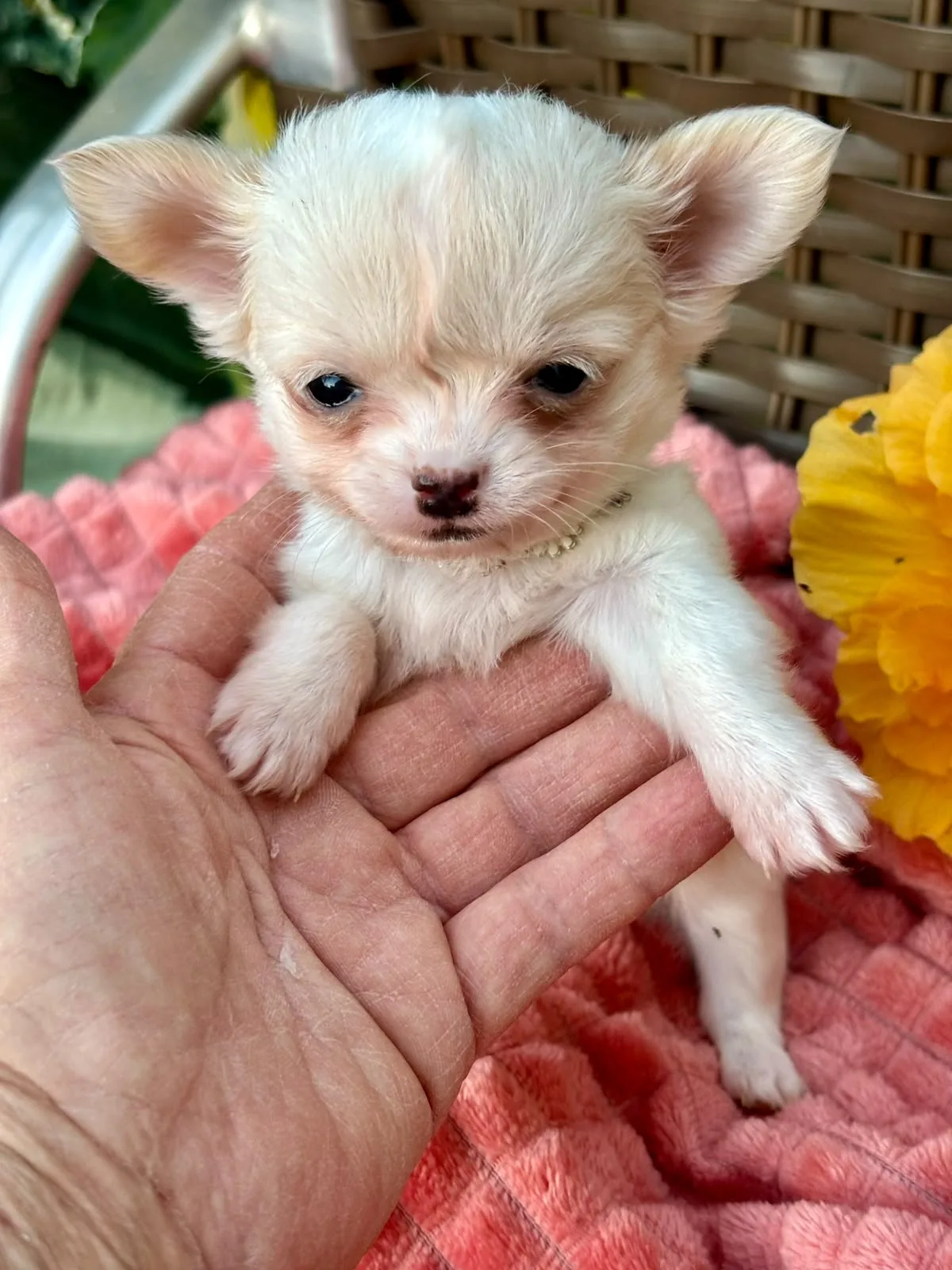 Minnie, foto 3 de 6