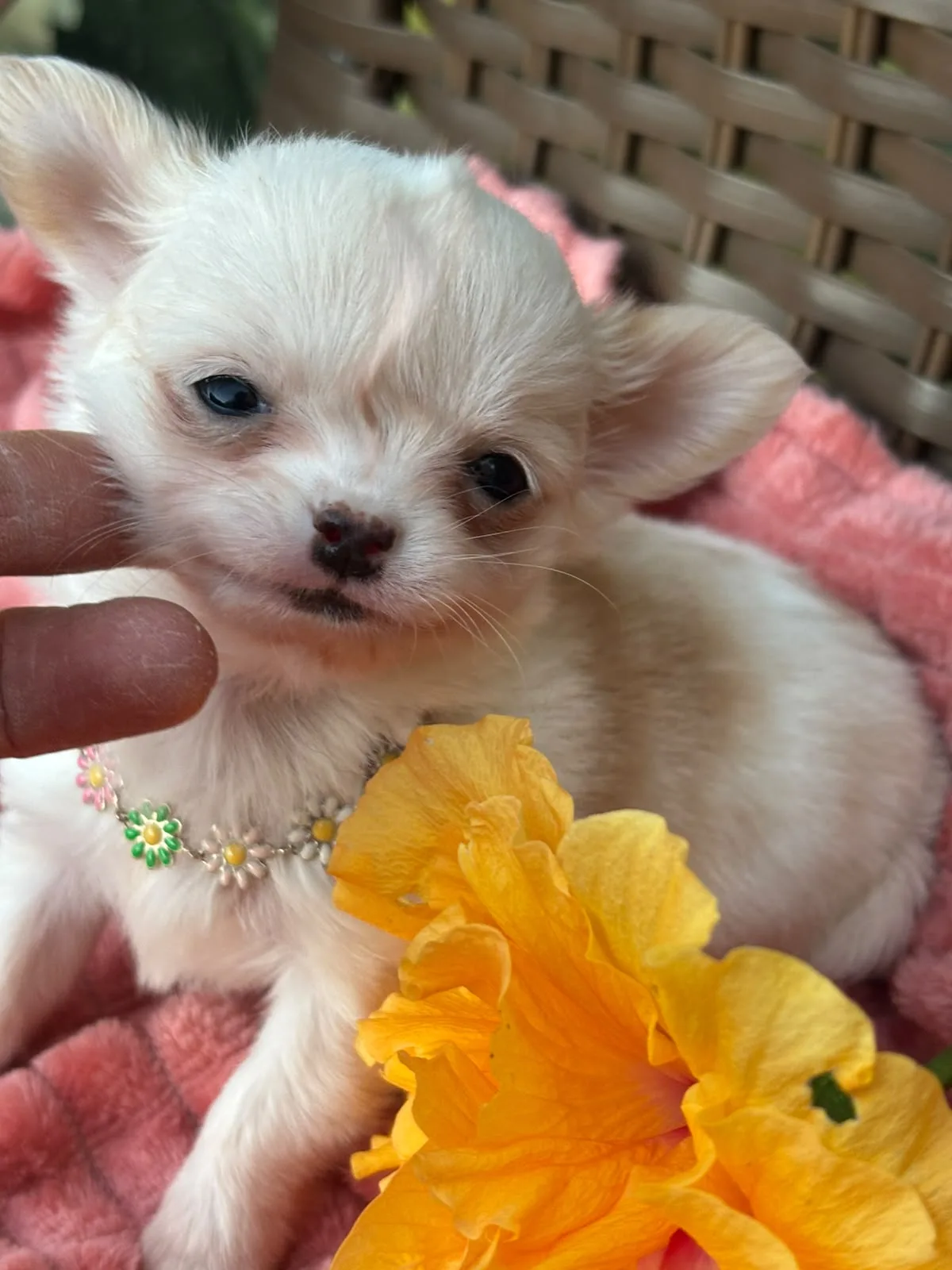 Minnie, foto 4 de 6