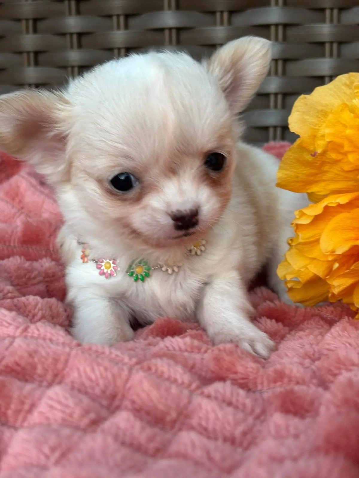 Minnie, foto 5 de 6