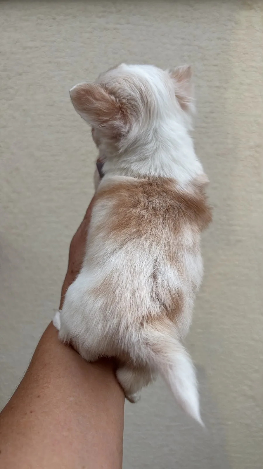 Minnie, foto 6 de 6