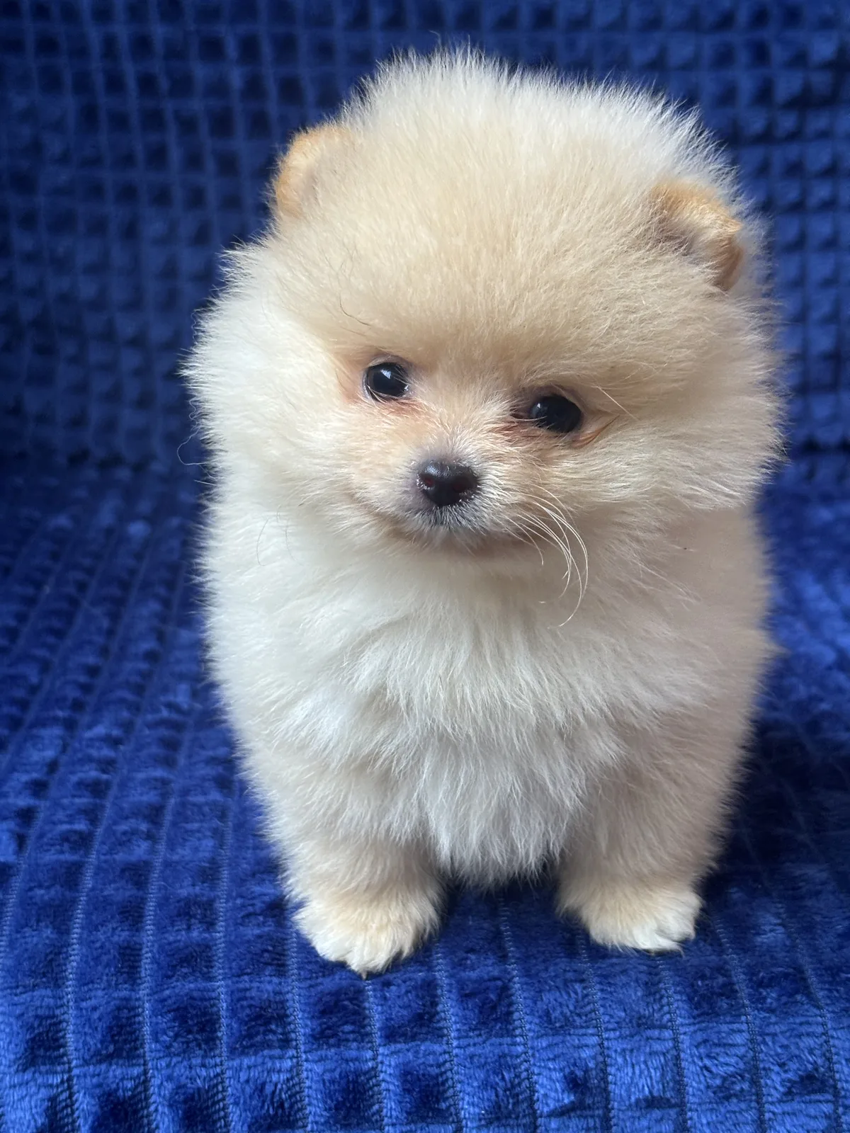 Baby Anão, foto 2 de 3